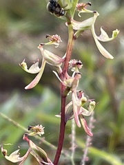 Arthrochilus irritabilis