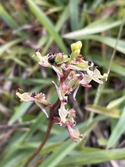 Arthrochilus irritabilis