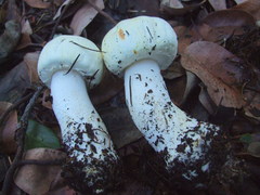 Agaricus albolutescens