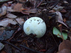 Agaricus albolutescens
