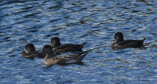 Anas americana image