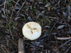 Basidiomycota