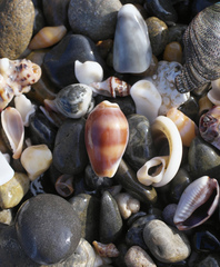 Palmadusta artuffeli