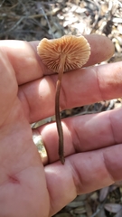 Mycetinis copelandii