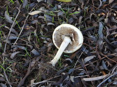 Basidiomycota