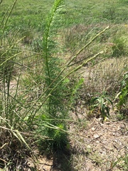 Eriochloa