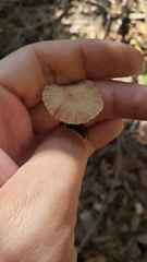 Mycetinis copelandii