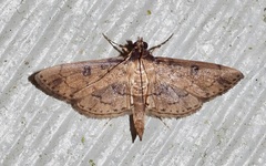 Nacoleia charesalis