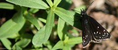 Pholisora mejicanus