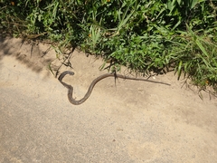 Chironius laevicollis