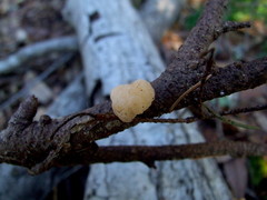 Naematelia encephala