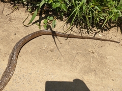 Chironius laevicollis