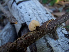 Naematelia encephala