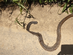 Chironius laevicollis