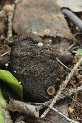 Peziza fimeti