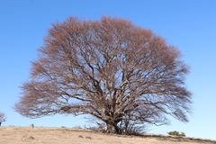 Acer monspessulanum