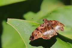 Noctuana lactifera bipuncta