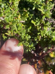 Ceanothus dentatus