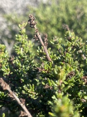Ceanothus dentatus