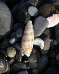 Nebularia inquinata