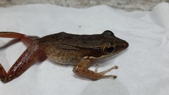 Chalcorana chalconota