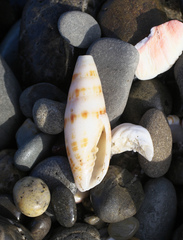 Nebularia inquinata
