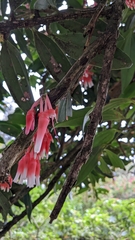 Satyria warszewiczii