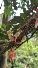 Satyria warszewiczii