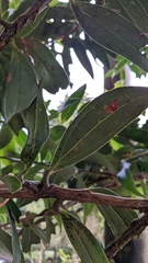 Satyria warszewiczii