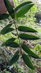 Satyria warszewiczii