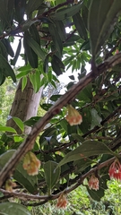 Satyria warszewiczii