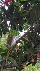 Satyria warszewiczii