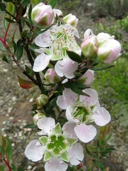 Leptospermum sphaerocarpum