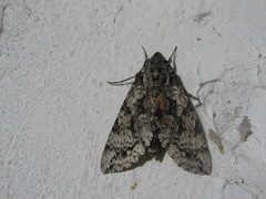 Lepidoptera