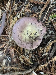 Russula occidentalis