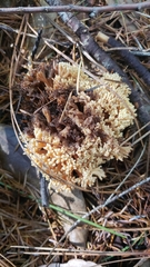 Ramaria rubiginosa