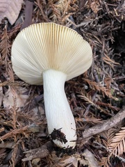 Russula occidentalis