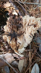Ramaria rubiginosa