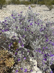 Leucophyllum candidum