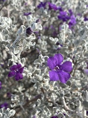 Leucophyllum candidum