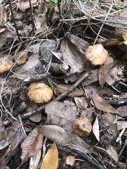 Media resource of Gymnopilus sapineus