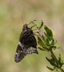 Codatractus arizonensis