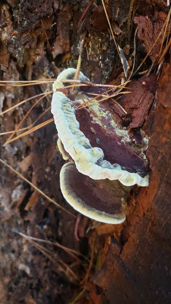 Phaeolus sp. 'PNW02'