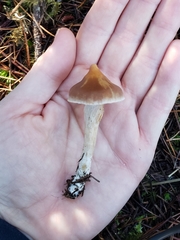 Cortinarius obtusus