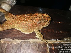 Duttaphrynus melanostictus