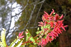 Libidibia paraguariensis