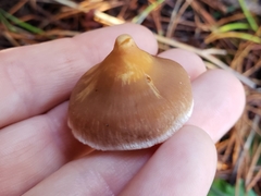 Cortinarius obtusus