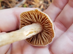 Cortinarius obtusus