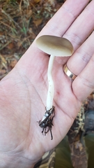 Entoloma acutipes