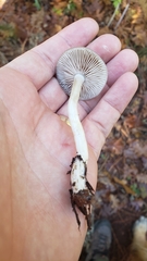 Entoloma acutipes